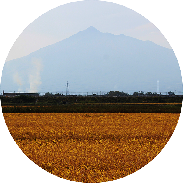 ありのまんま栽培地