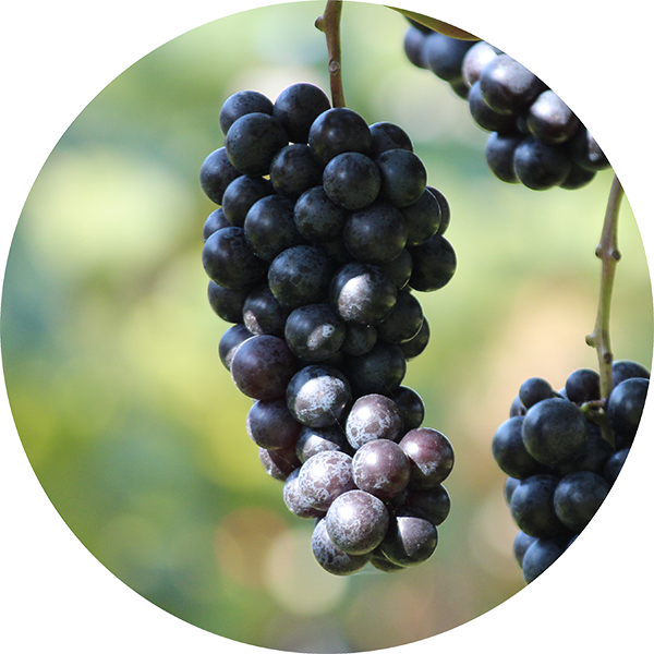 スチューベンとは